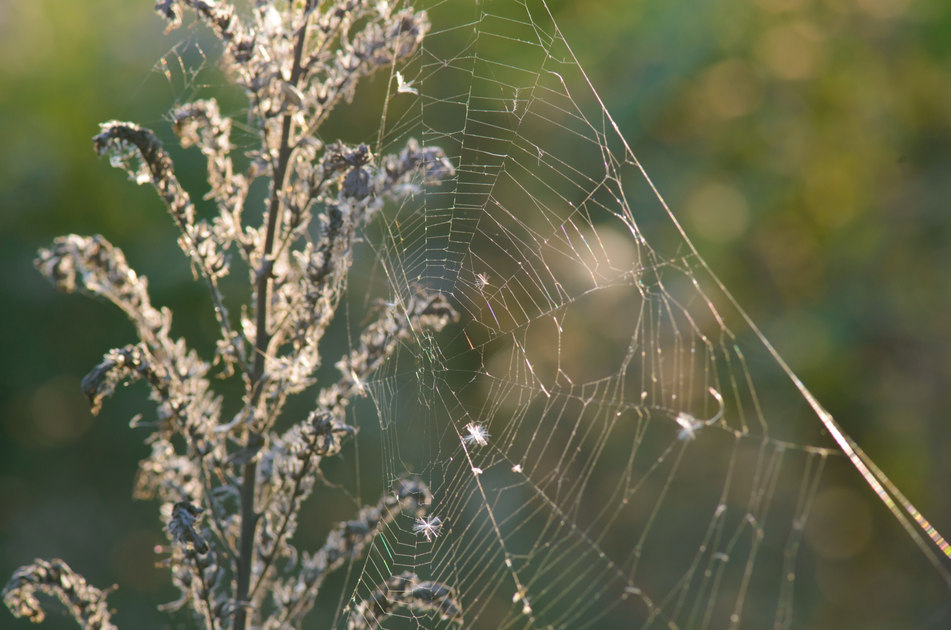 spider web home cobweb free photo