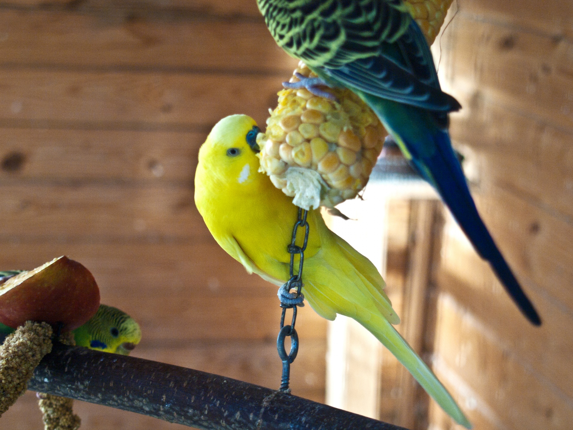 Попугай ест фрукты. Волнистый попугай. Попугаи домашние. Что едят попугаи. Фрукты для волнистых попугаев.