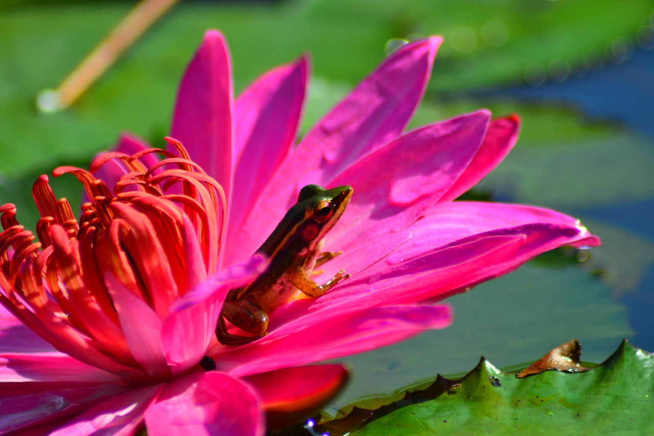 sitting frog on free photo