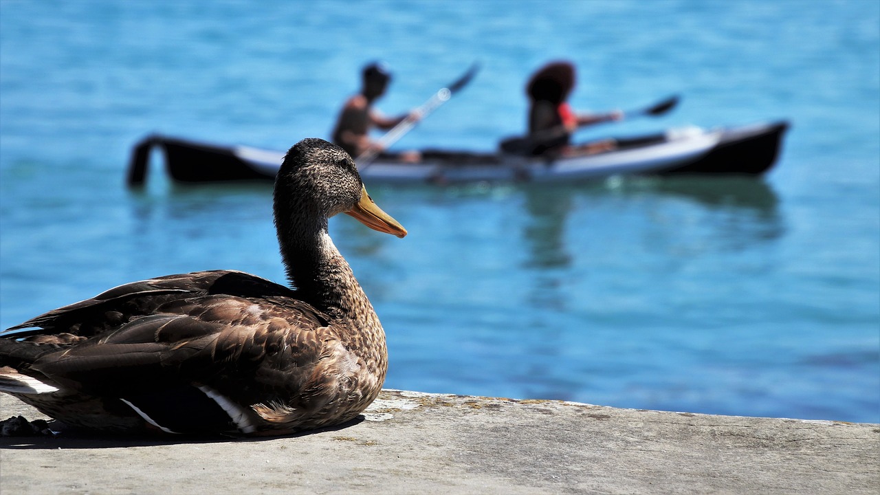 sitting  duck  looks free photo