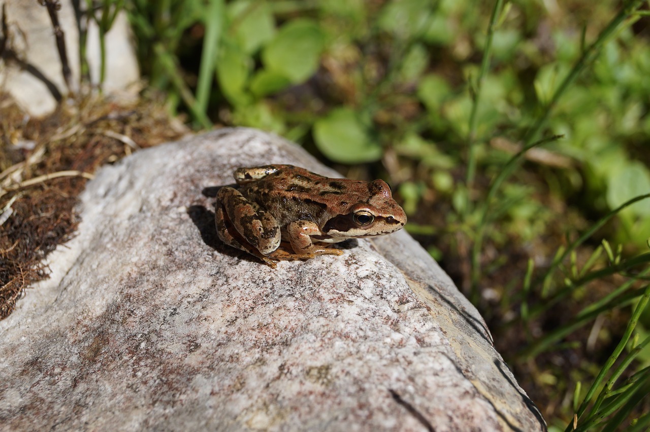 sitting frog frog amphibian free photo