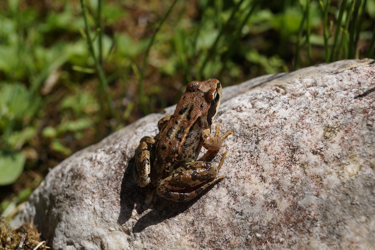 sitting frog frog amphibian free photo