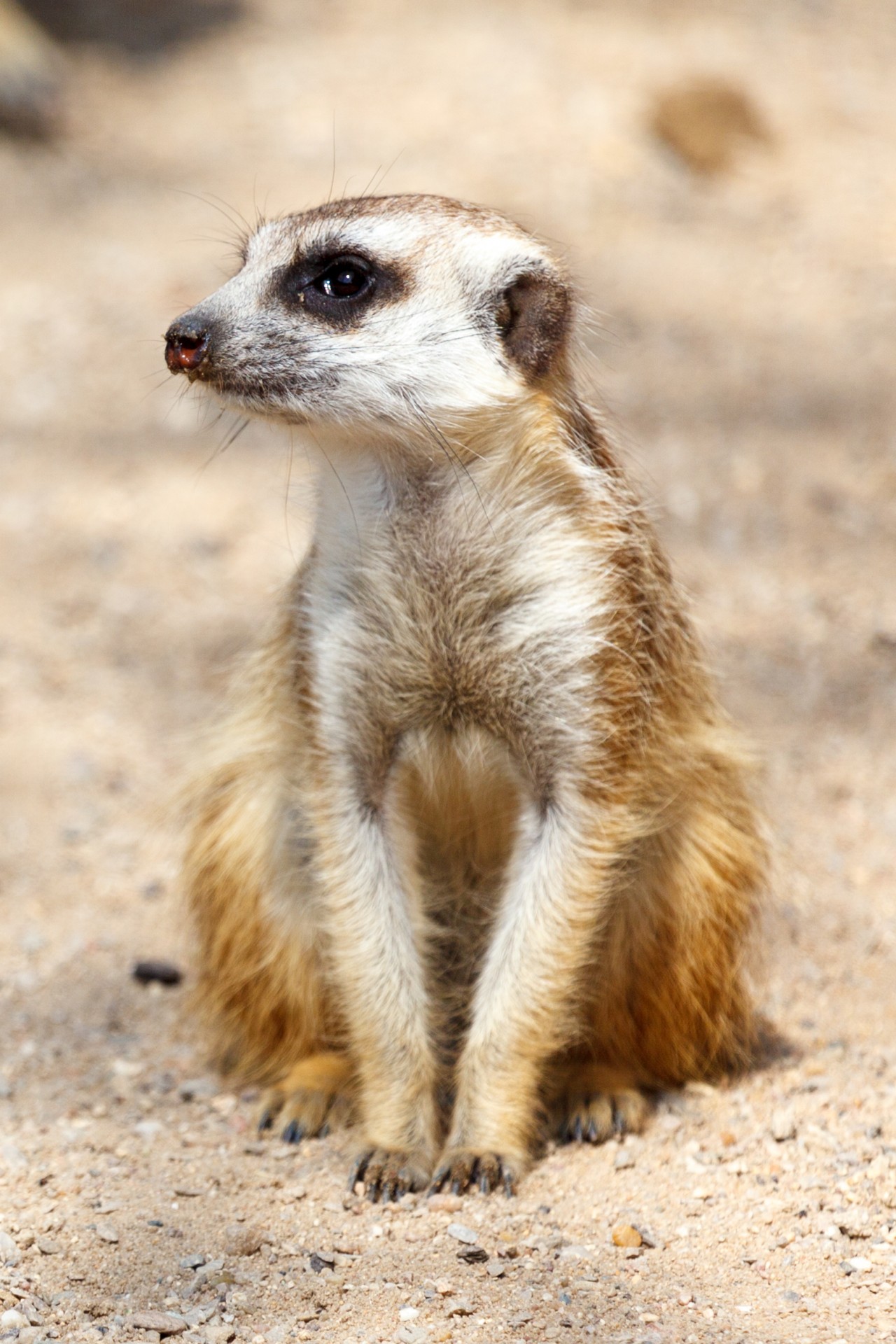 sitting eyes cute free photo