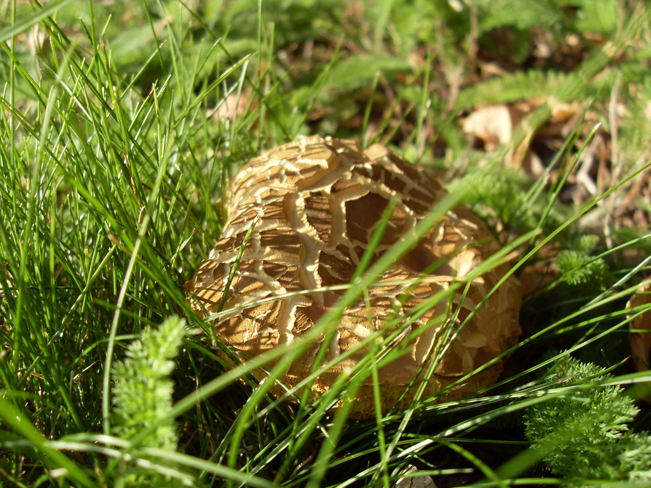 fungus mushroom brown free photo