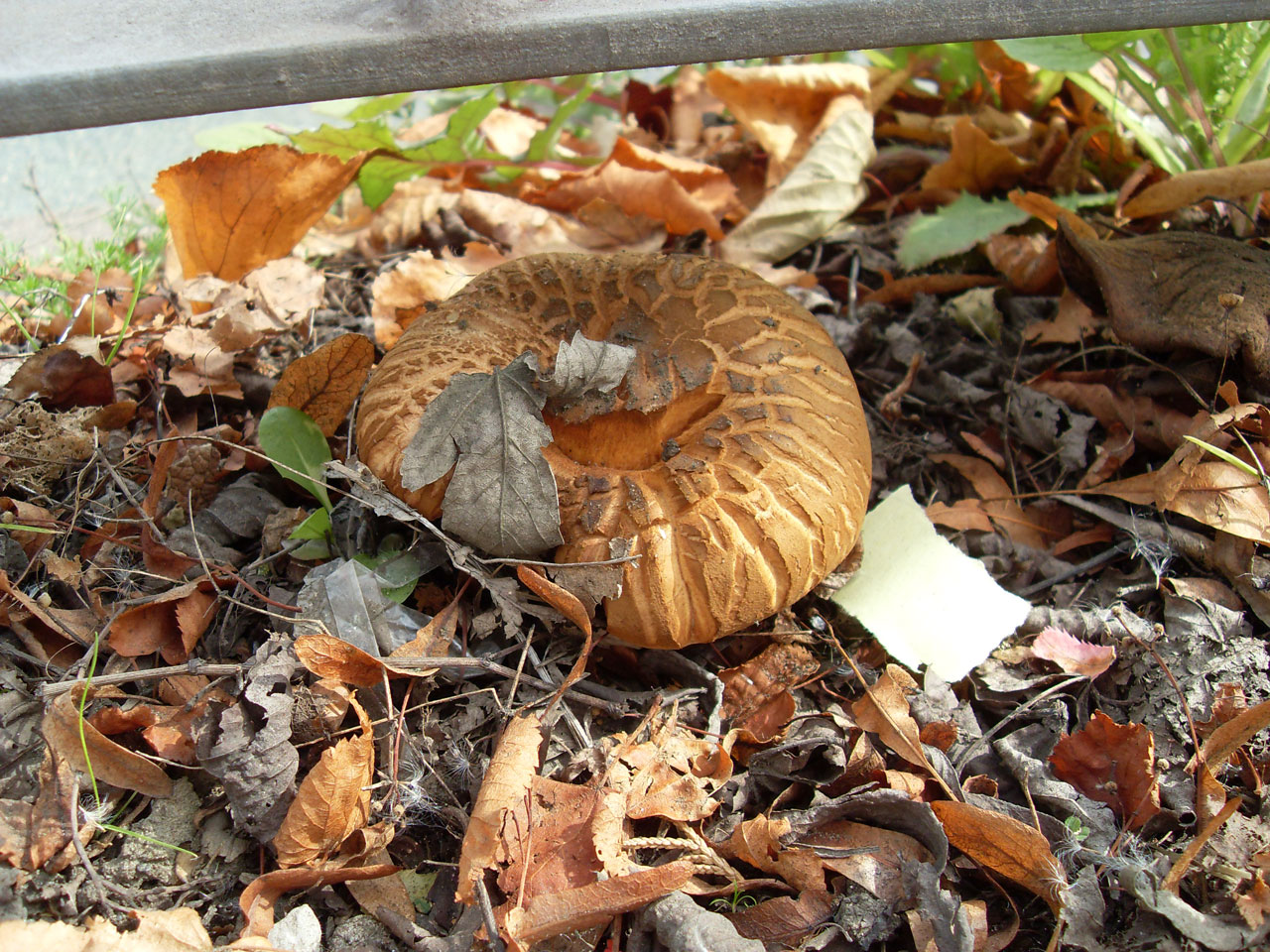 fungus fungi nature free photo