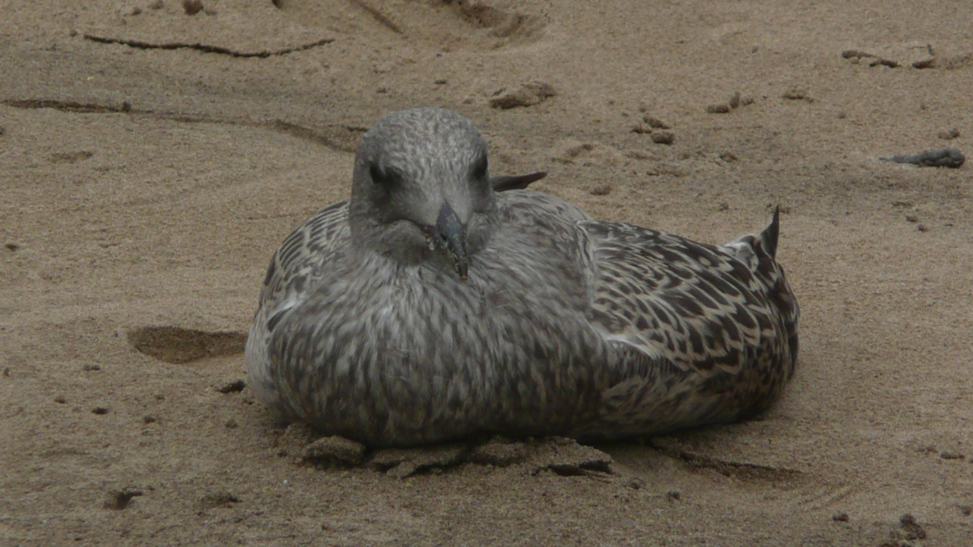 seagull female bird free photo