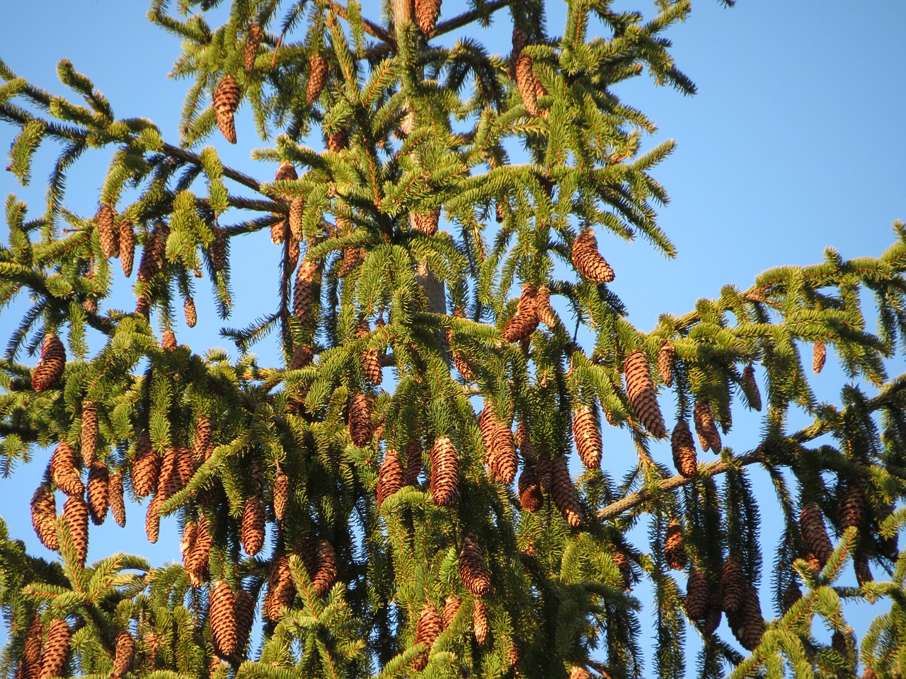 six pine cones winter free photo