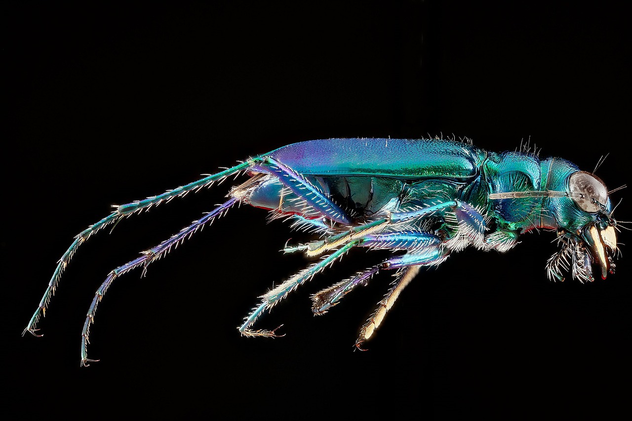 six spotted tiger beetle insect macro free photo