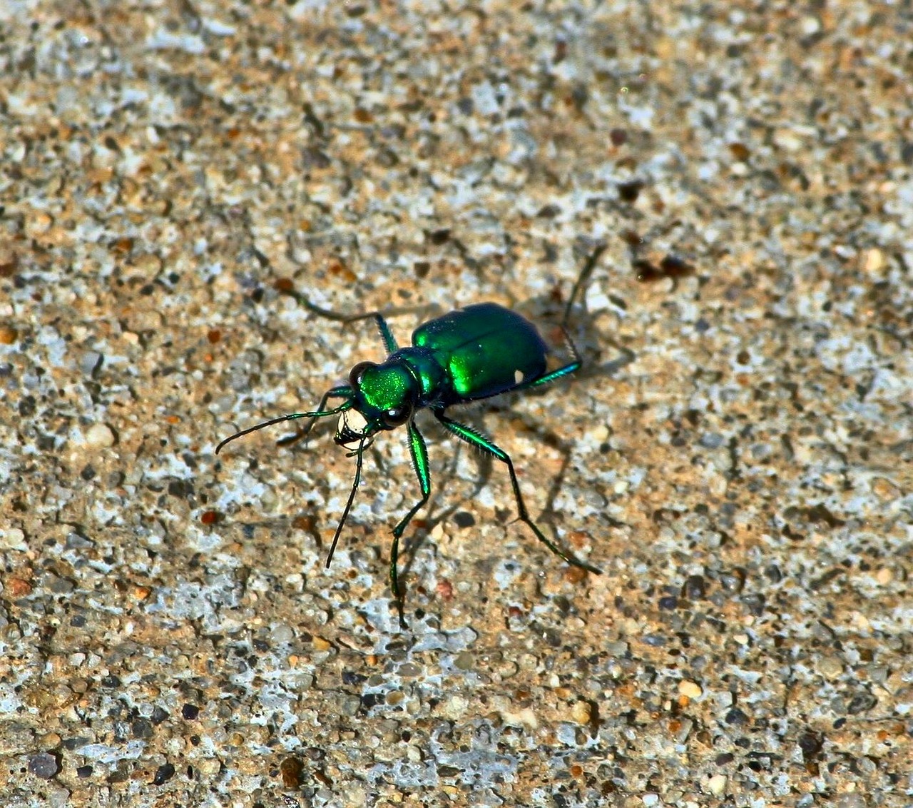 six-spotted tiger beetle six-spotted green tiger beetle cicindela sexguttata free photo