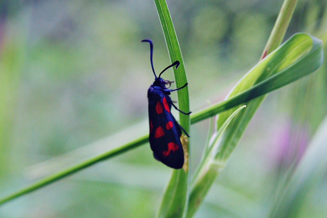 six stain burnet black red free photo