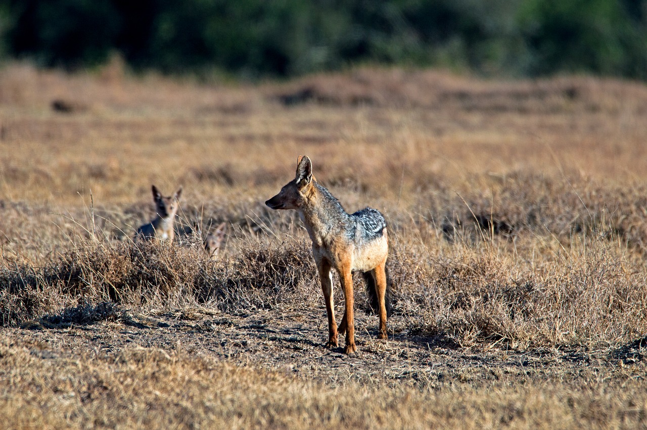 sjakal africa kenya free photo