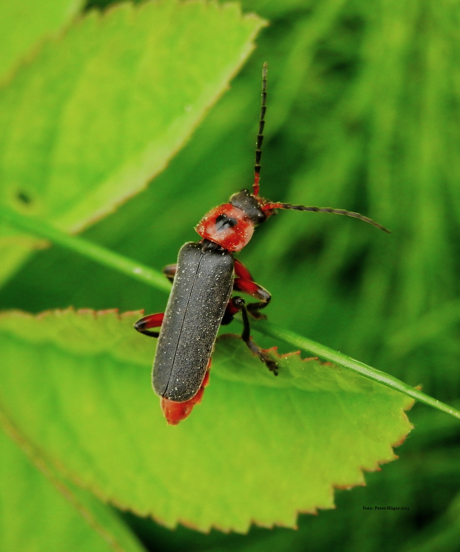 beetle beetle free pictures free photo