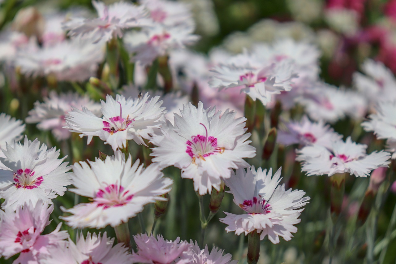 skalka  white  pink free photo