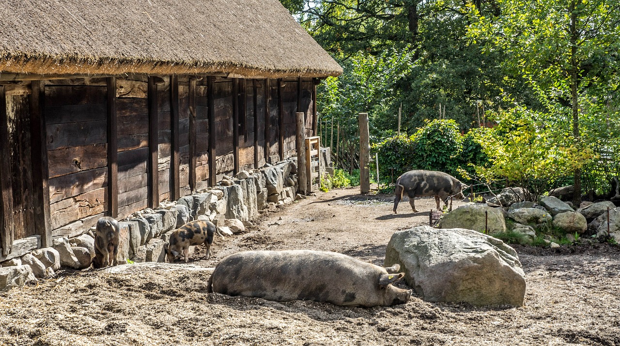 skansen rural pigs free photo