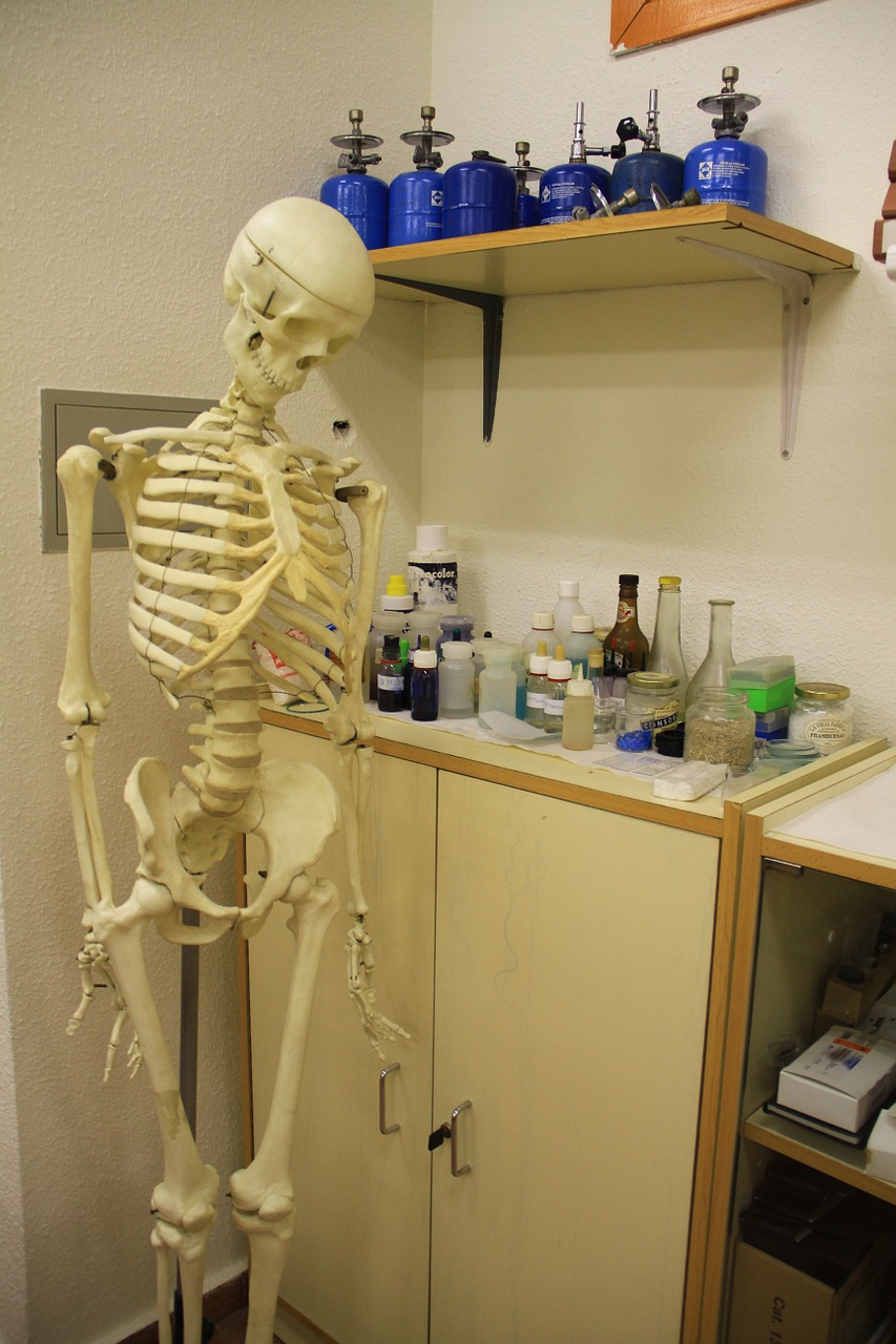 skeleton lab anatomy free photo