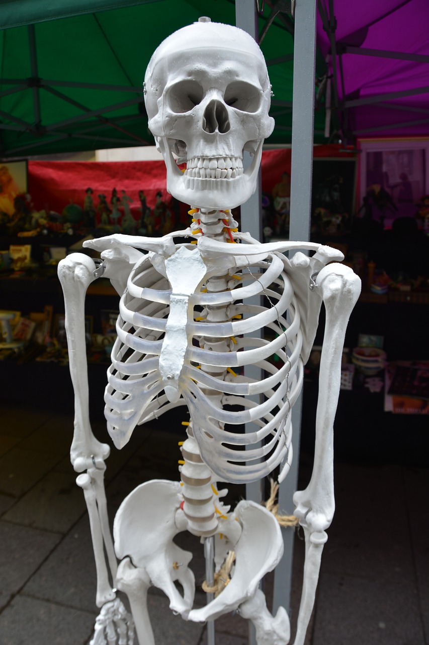 skeleton bones human free photo