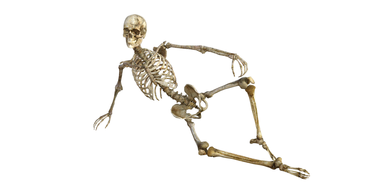 skeleton bones anatomy free photo