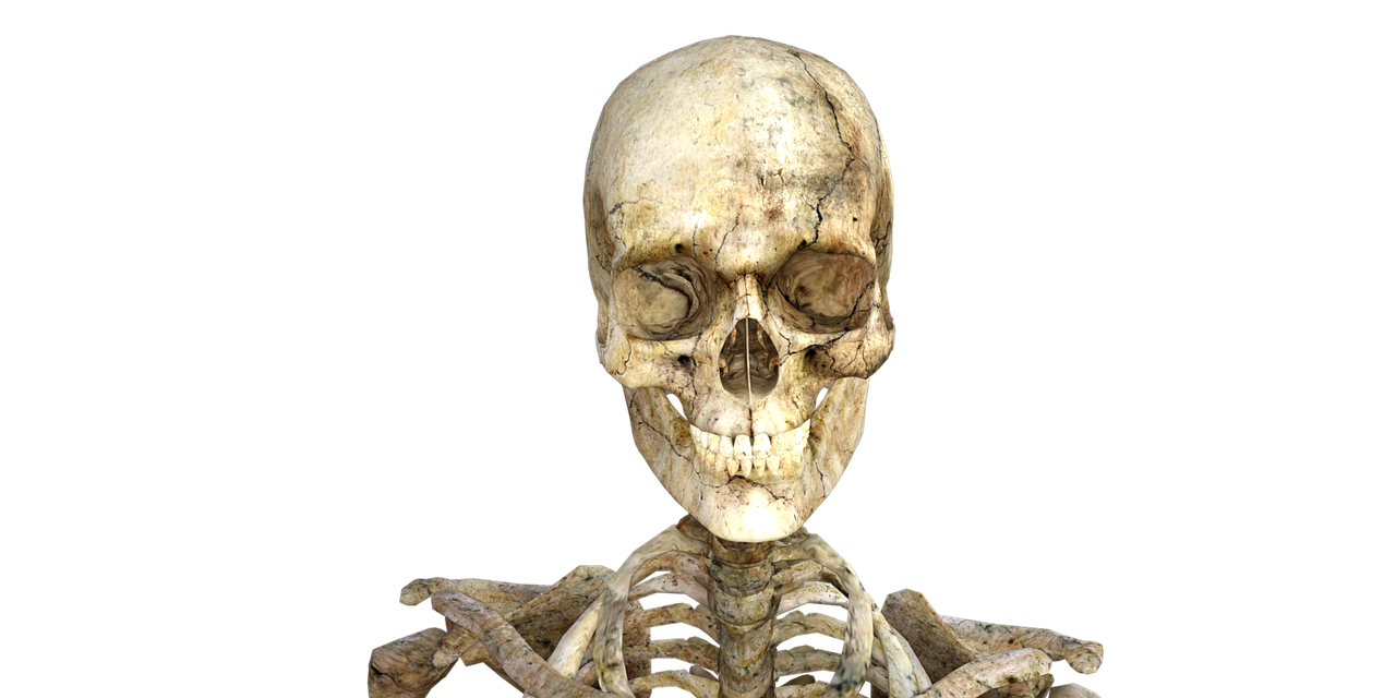 skeleton skull halloween free photo