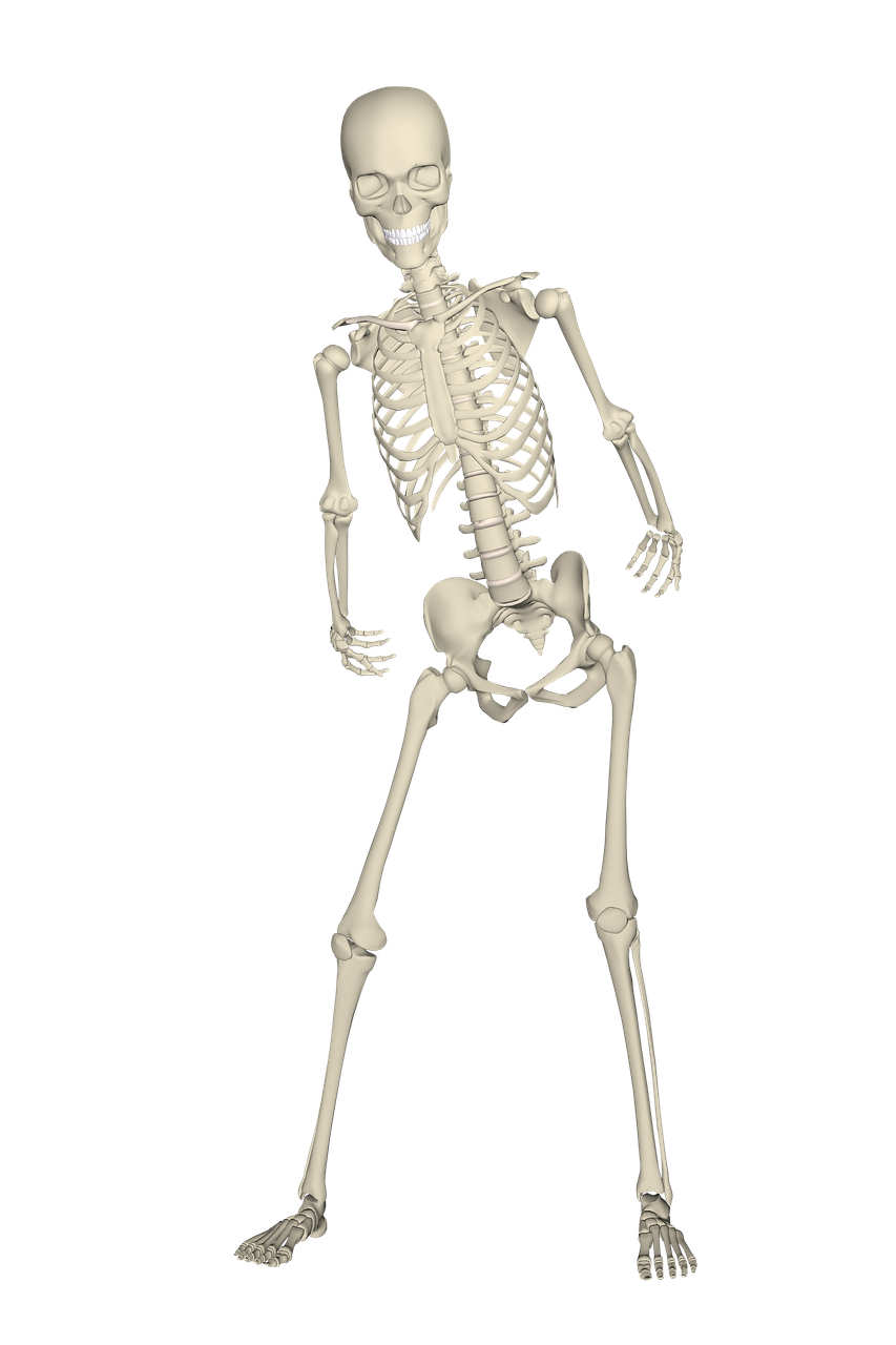 skeleton weis fall free photo
