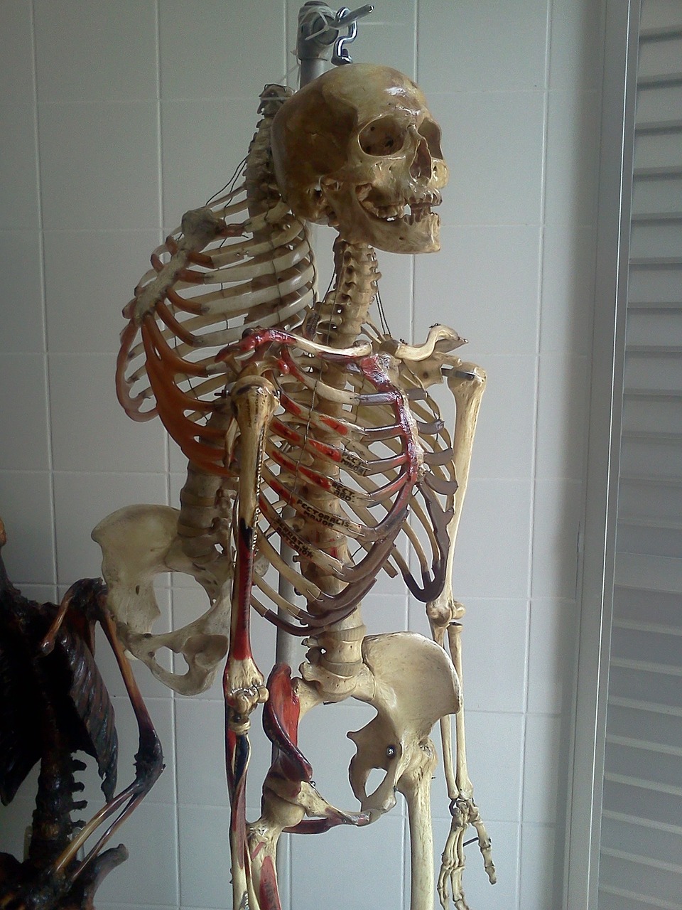 skeleton lab anatomy free photo