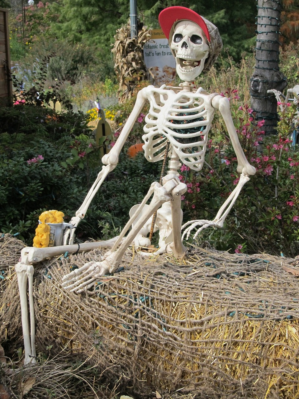 skeleton prop display free photo