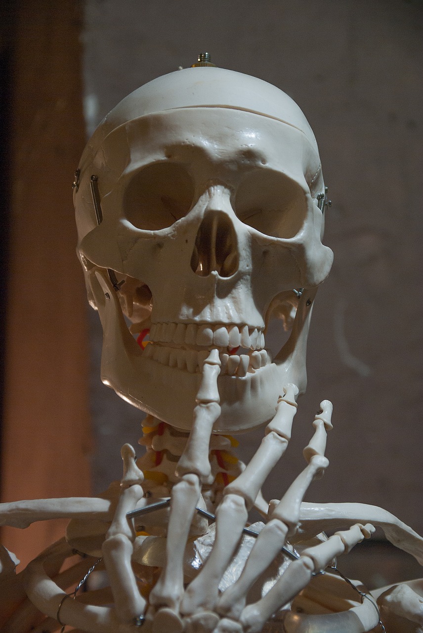 skeleton bone human body free photo