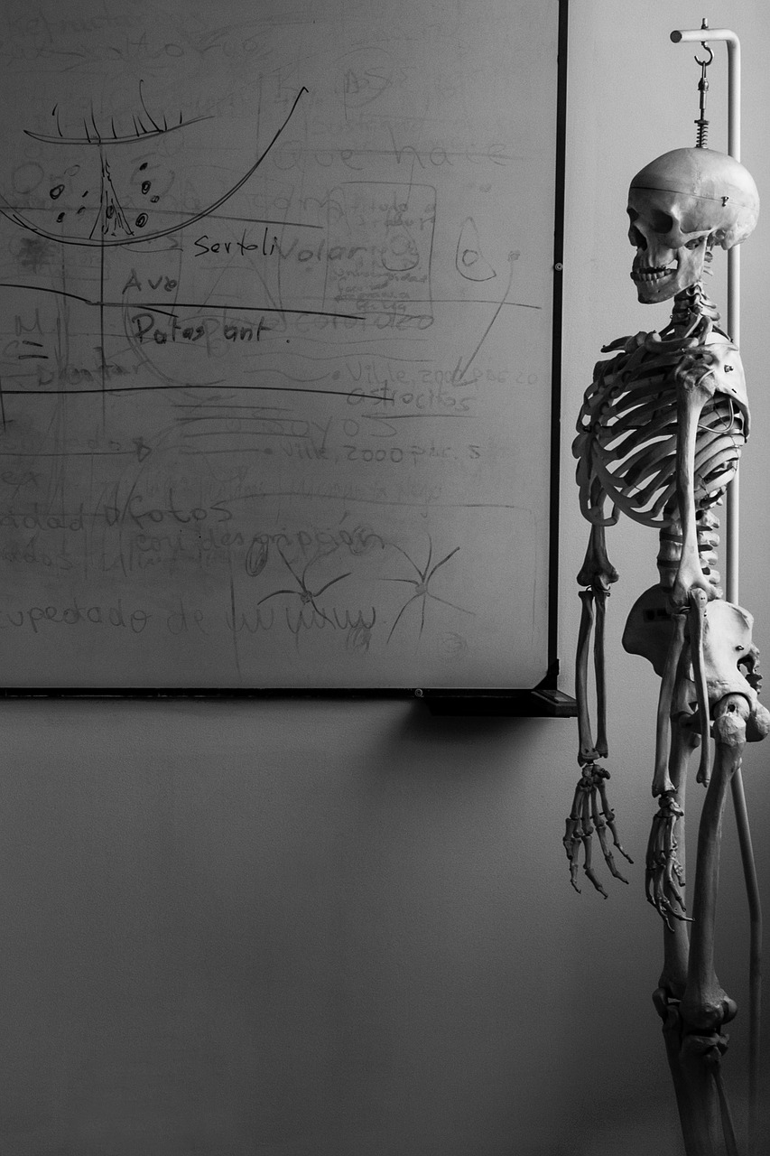 skeleton biology living room free photo
