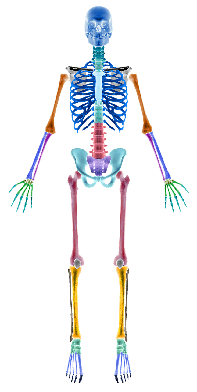 skeleton bones skeleton sections free photo