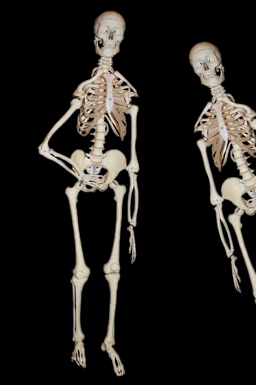 skeleton human bone free photo