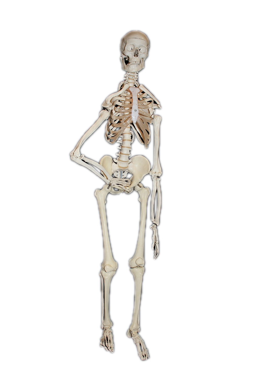 skeleton human bone free photo