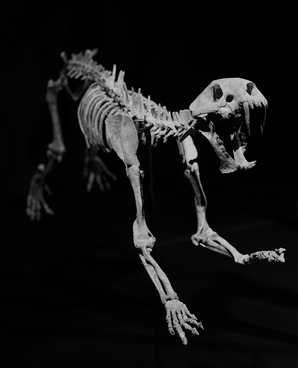 skeleton fossil sabre teeth free photo