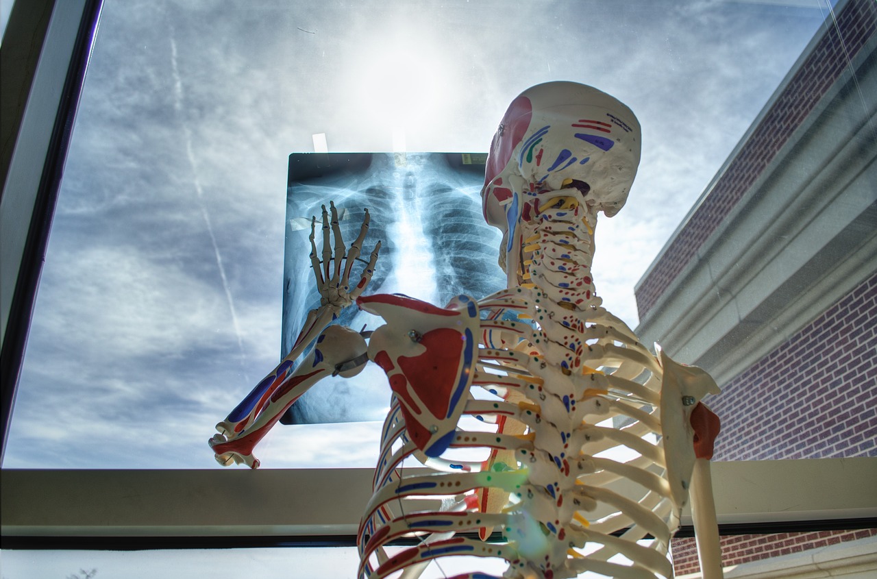 skeleton medical technology free photo