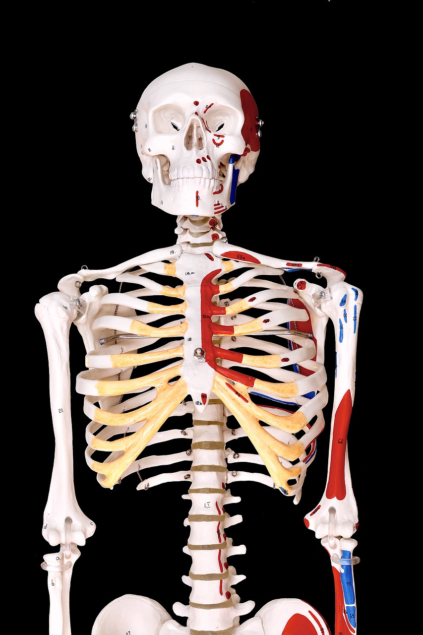 skeleton human model free photo