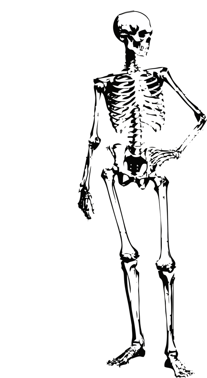 skeleton bones halloween free photo
