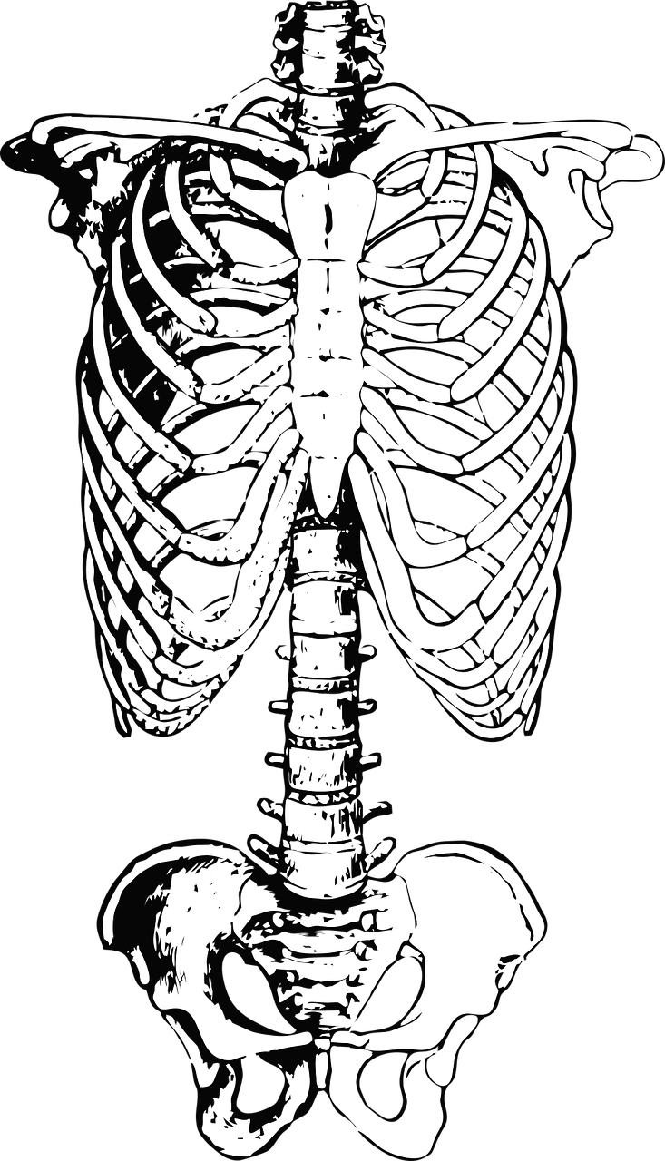 skeleton ribs anatomy free photo