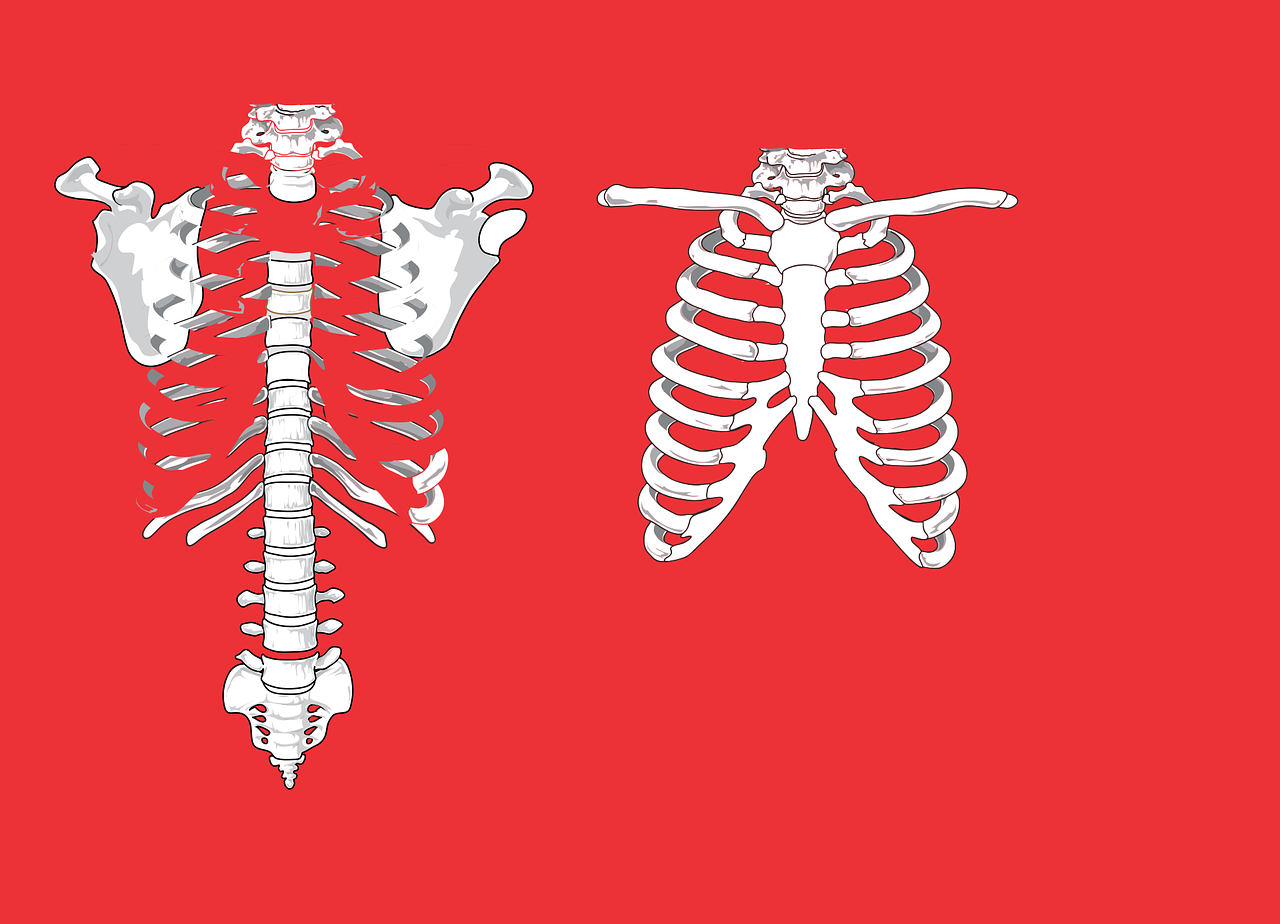 skeleton ribs anatomy free photo
