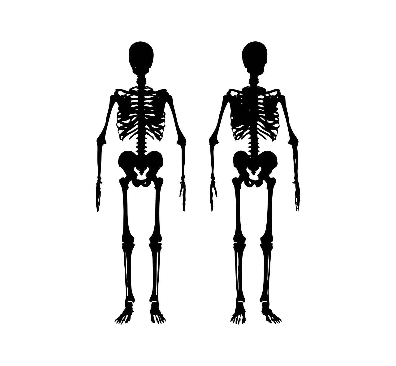 skeleton body human free photo