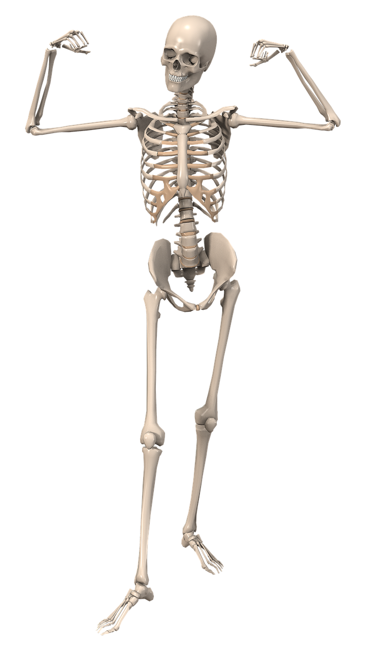 skeleton anatomy female free photo