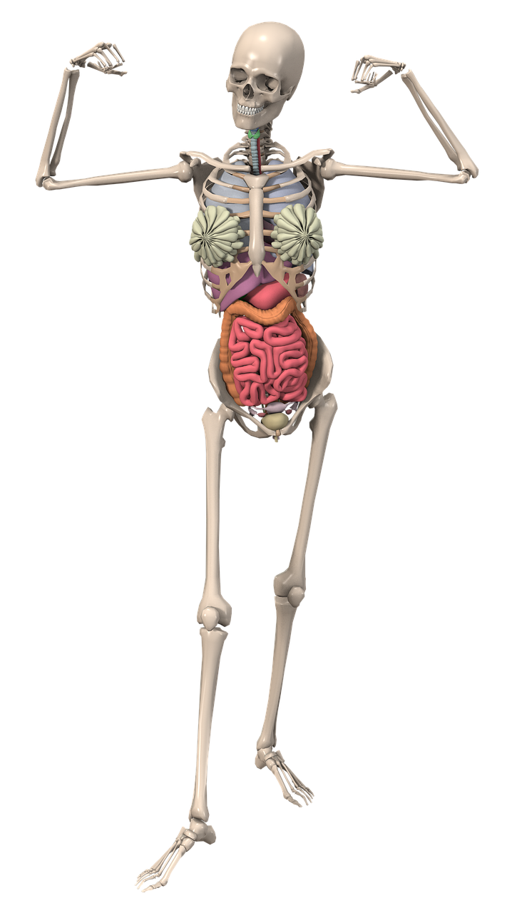 skeleton anatomy female free photo