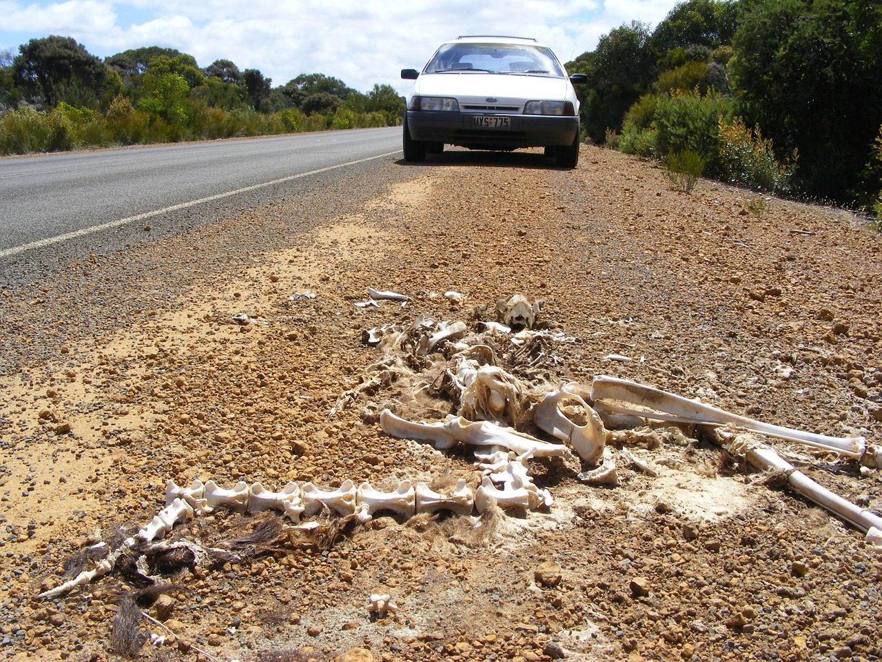 skeleton kangaroo carcass free photo