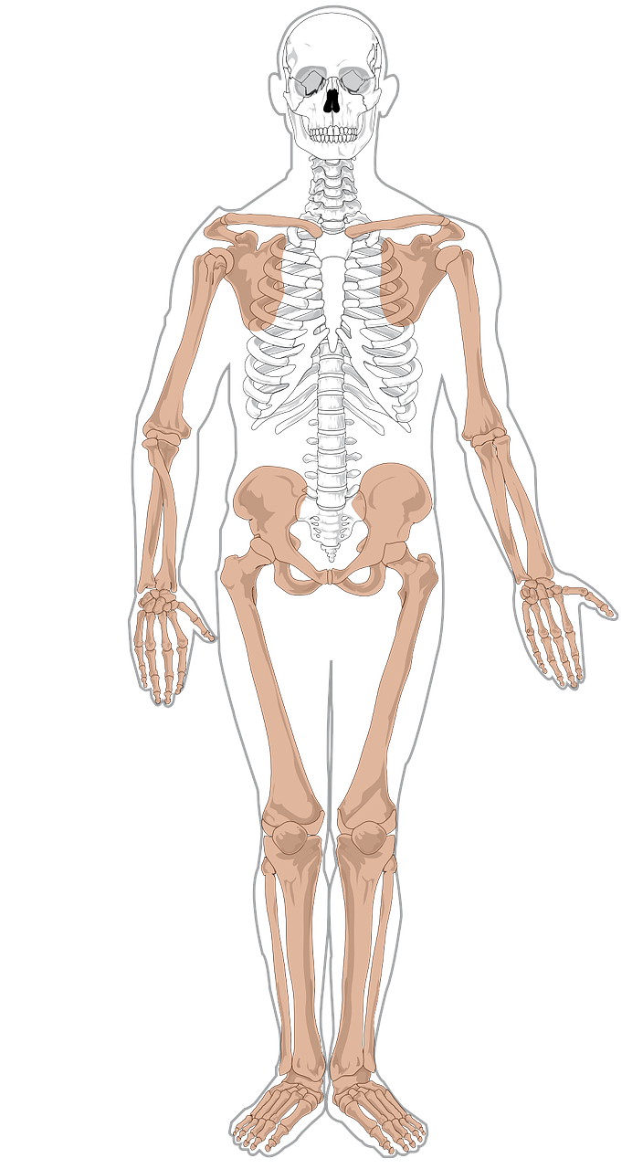 skeleton anatomy medicine free photo
