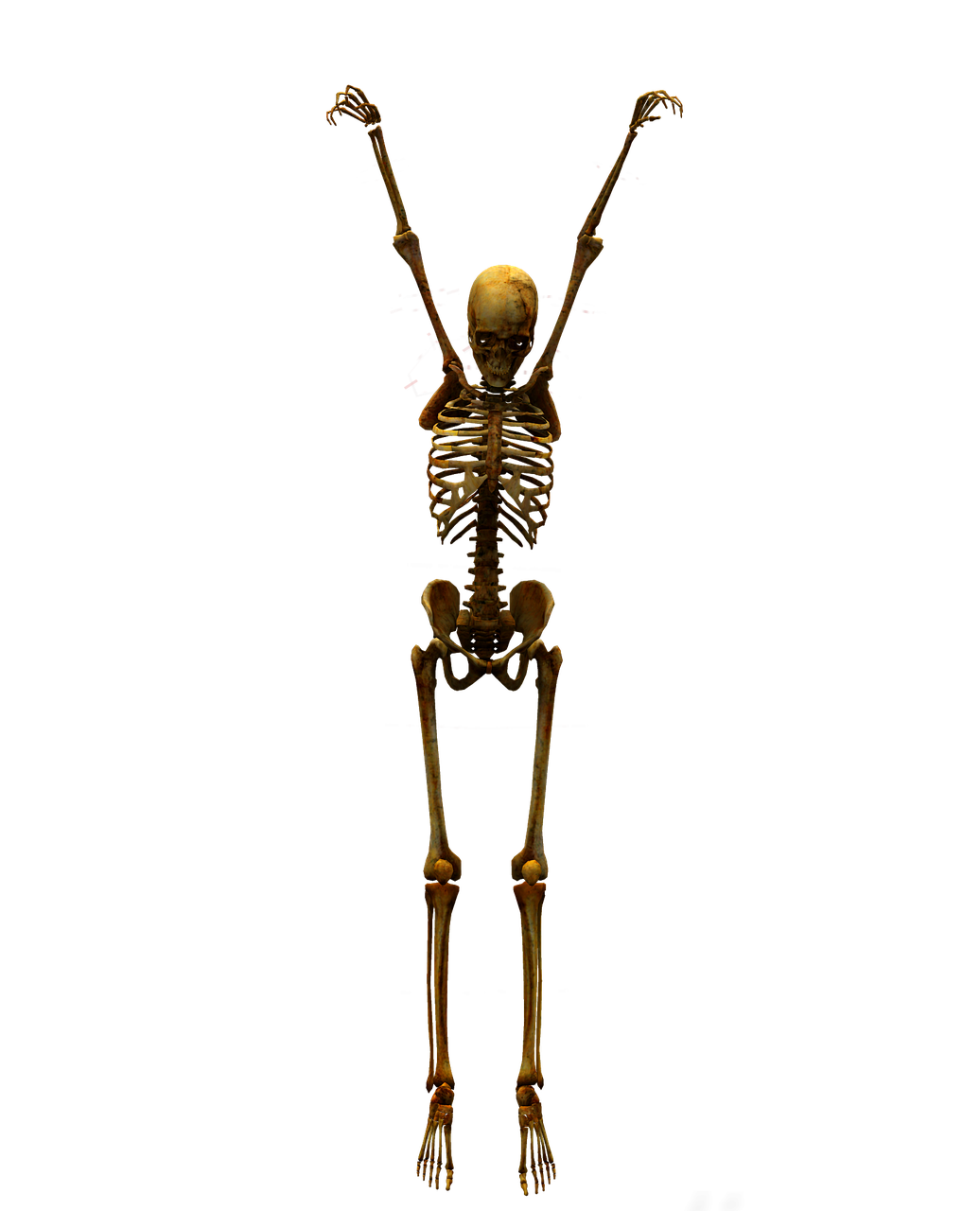 skeleton skull bone free photo