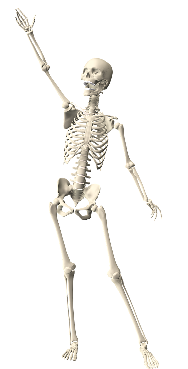 skeleton human anatomy free photo