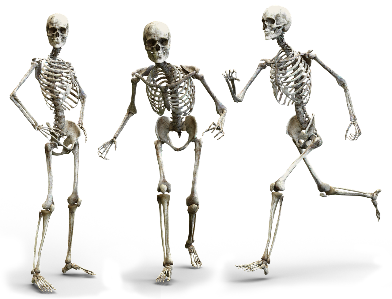 skeleton  human  bone free photo