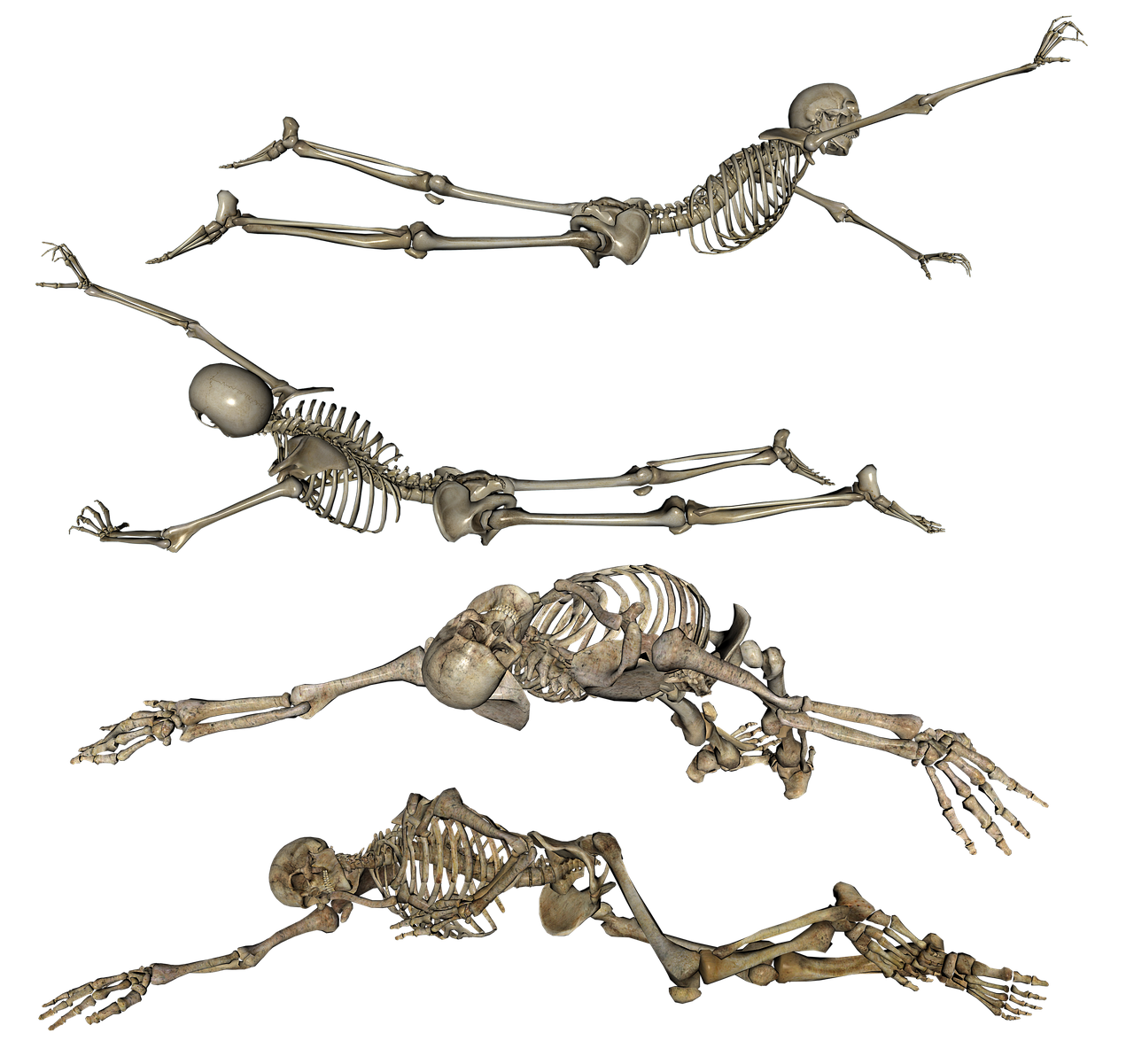 skeleton  laying  crawling free photo