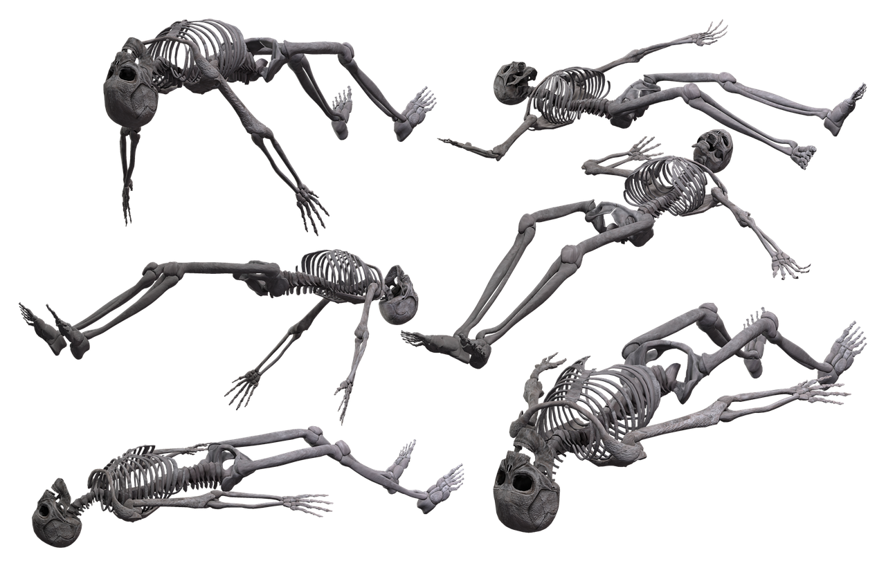 Download free photo of Skeleton, skull, bones, human, halloween - from ...