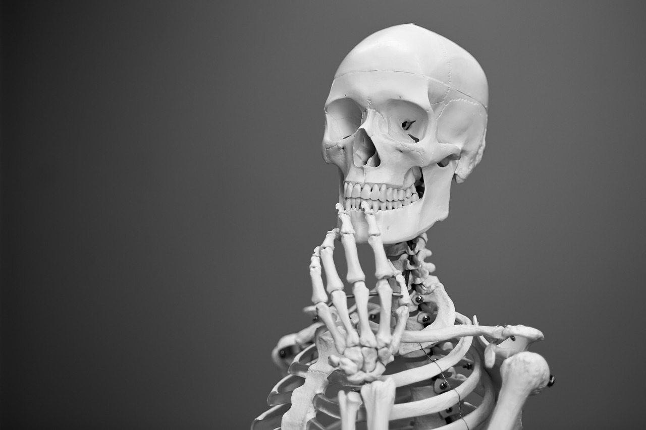 skeleton  anatomy  bones free photo