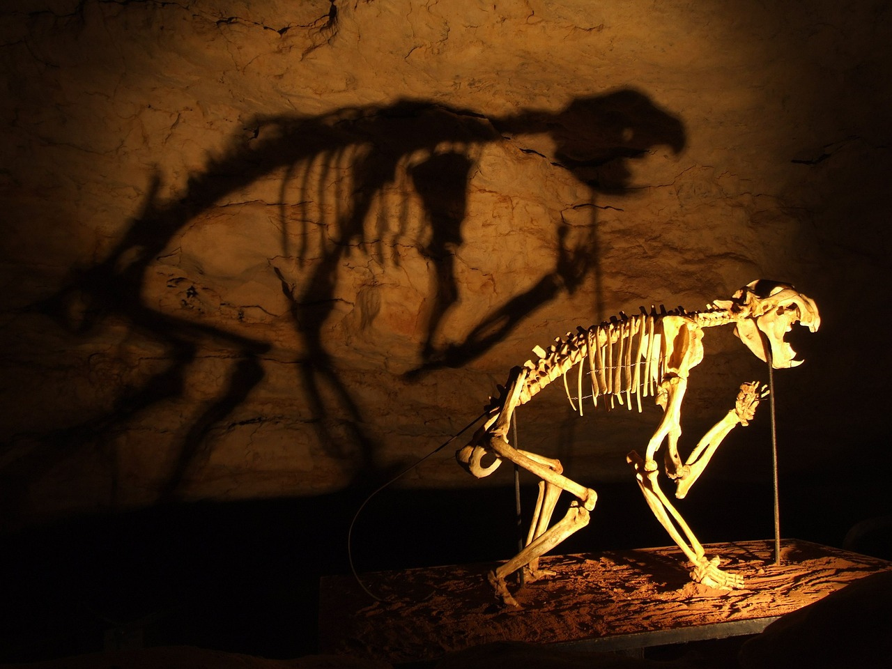 skeleton dinosaurs cave free photo