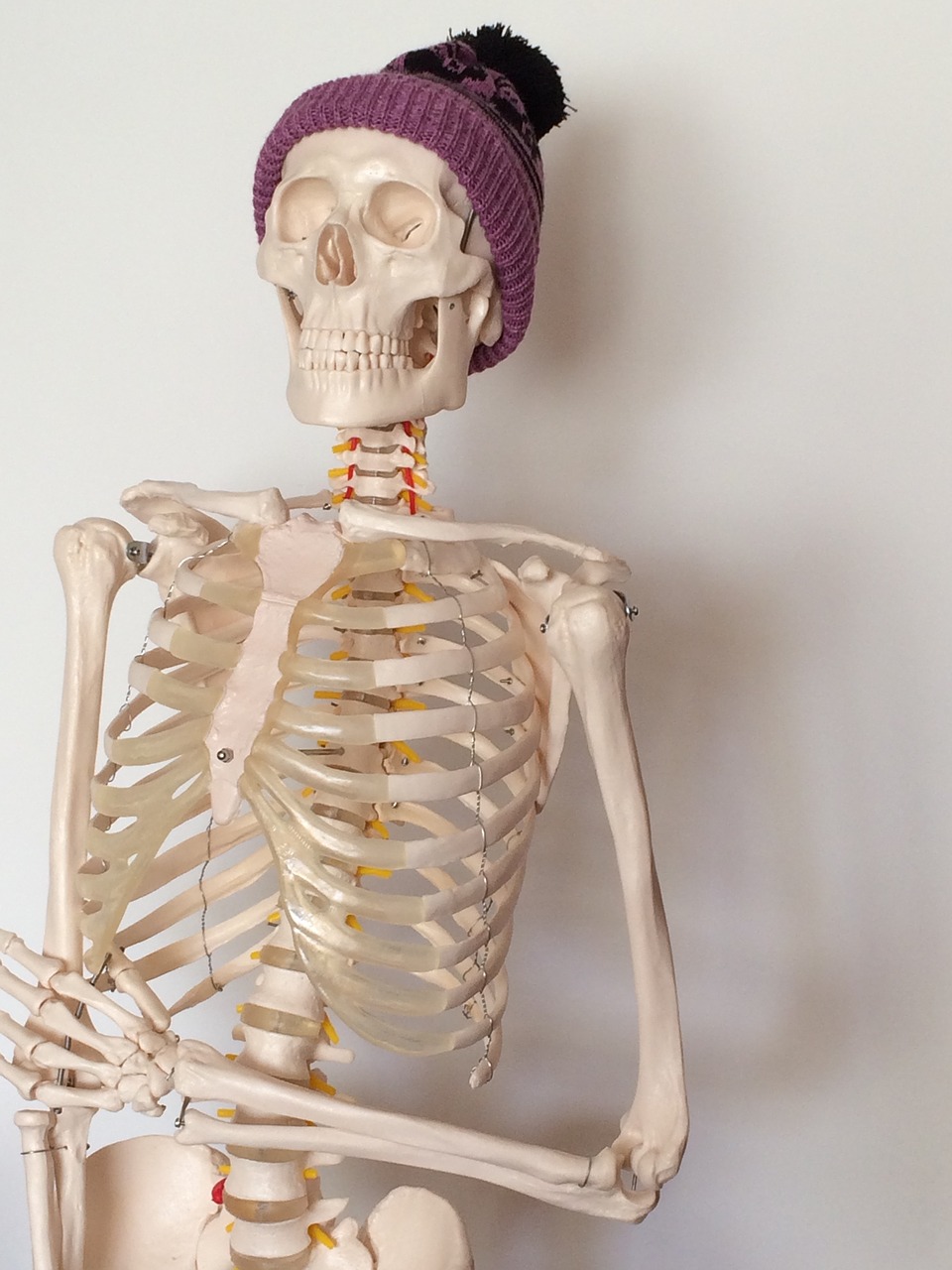 skeleton  purple bobble hat  bones free photo