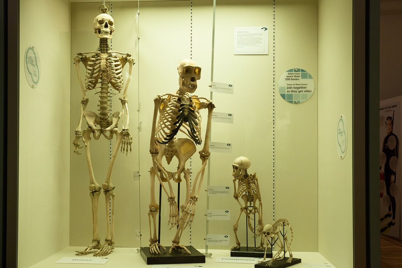 skeleton comparison human free photo